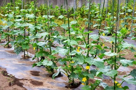 キュウリ 炭そ病 キュウリの育て方 Com