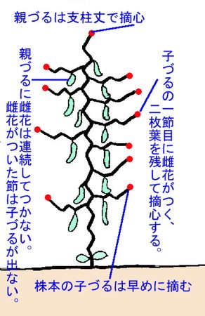 キュウリ 節成り性と飛び節成り性 キュウリの育て方 Com